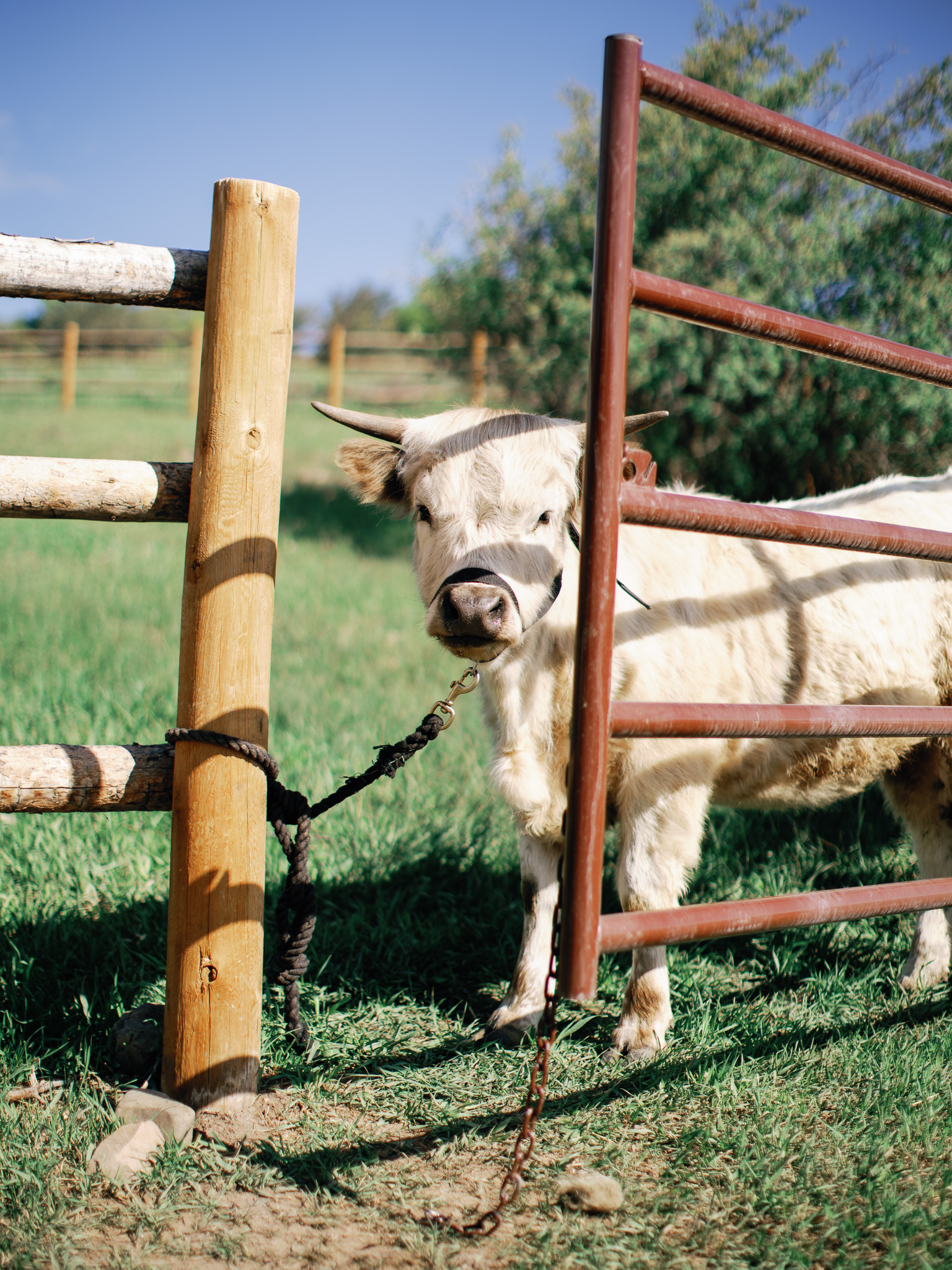 rose spur ranch