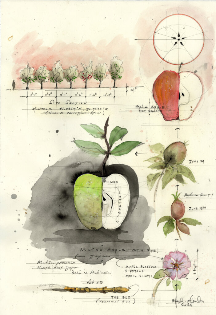 stephen-alesch-apples-sketch