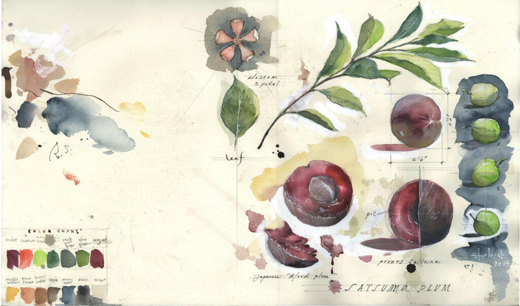 stephen-alesch-plum-sketch