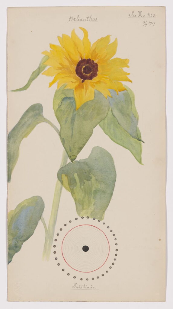 Hilma Af Klint Nature Studies sunflower at the Museum of Modern Art