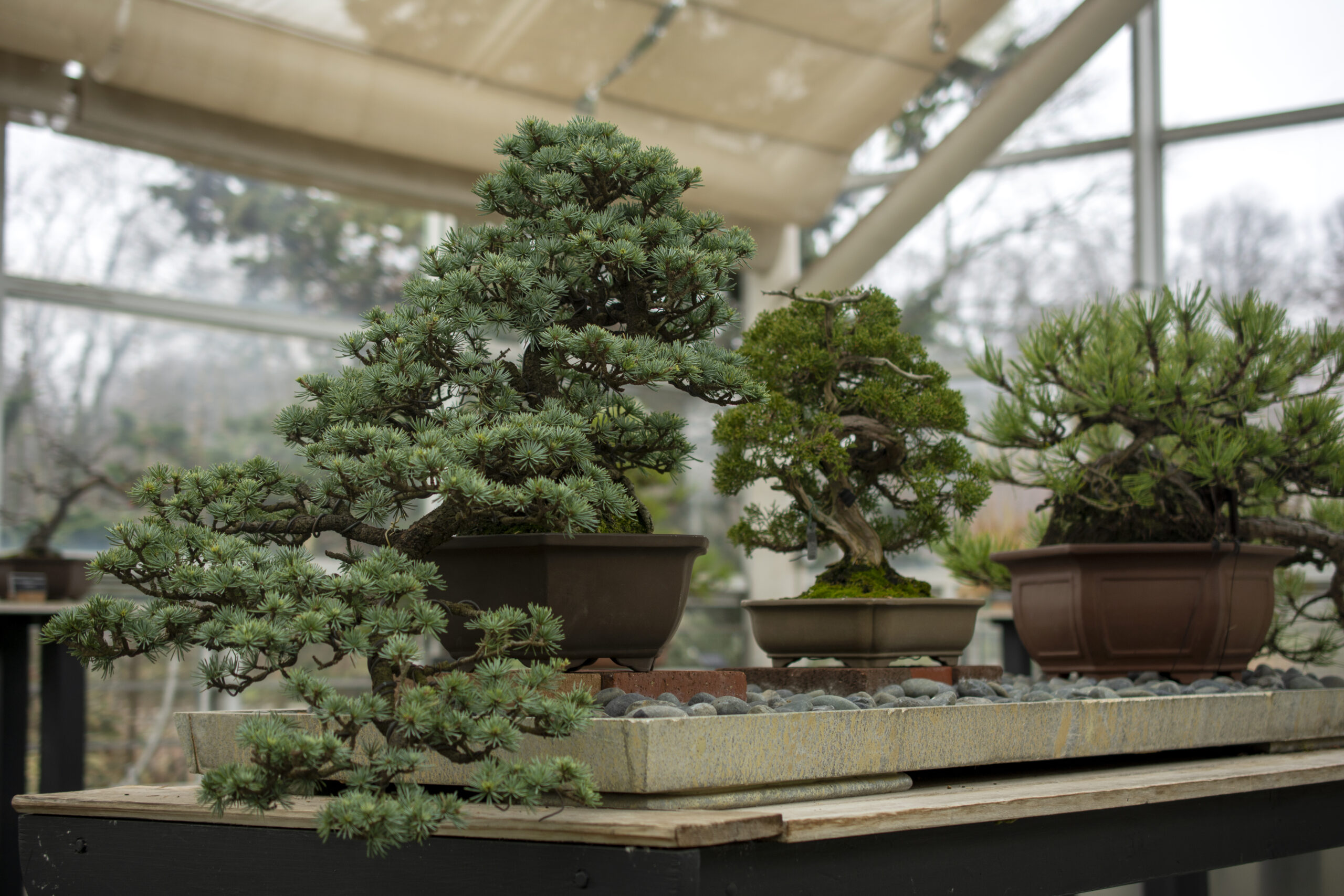 Brooklyn Botanic Garden, Bonsai Collection, 100 Years