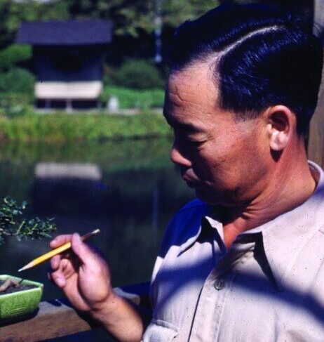 Portrait of Frank Okamura, the Garden's first bonsai curator, Brooklyn Botanic Garden