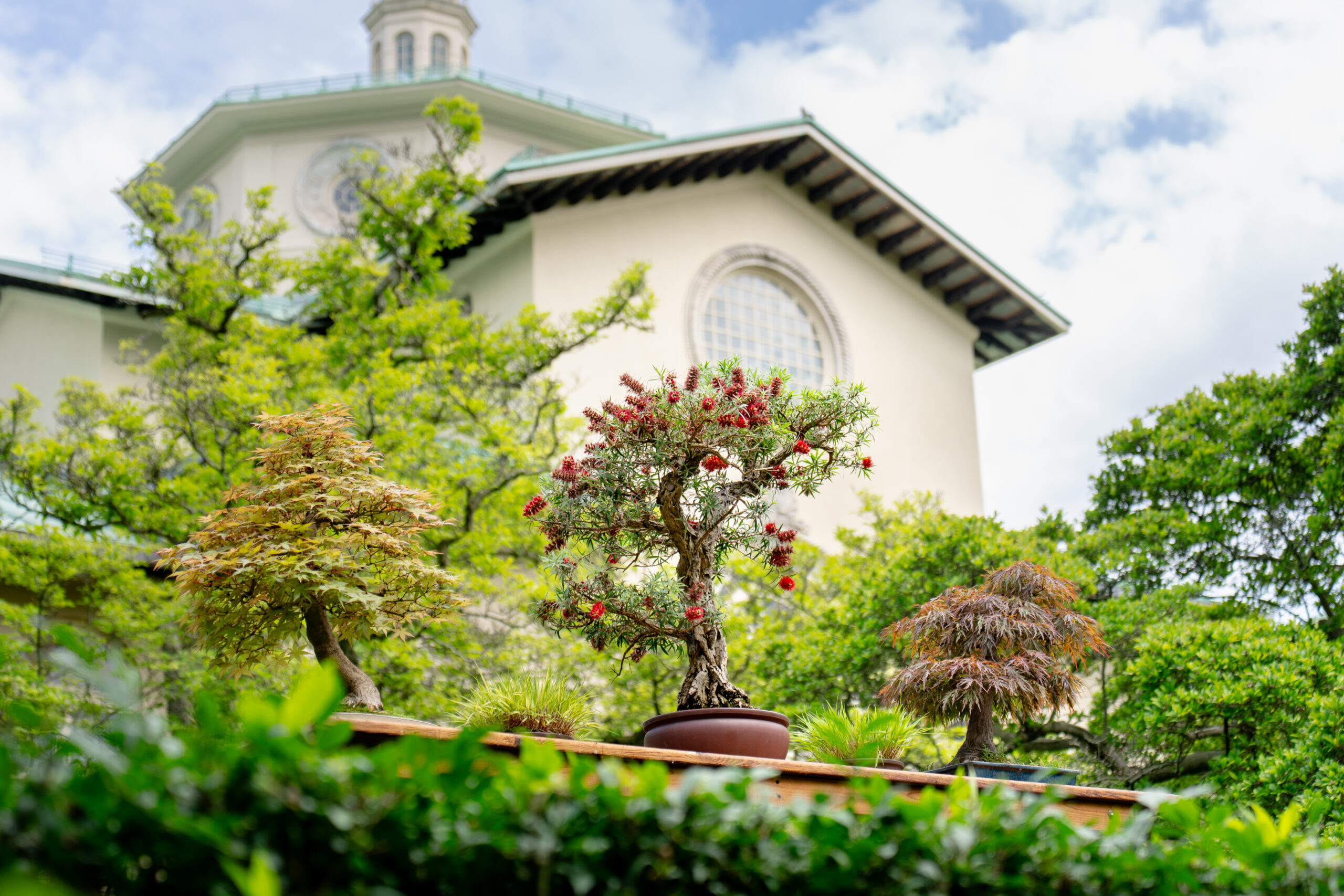 Brooklyn Botanic Garden, Bonsai Collection, 100 Years