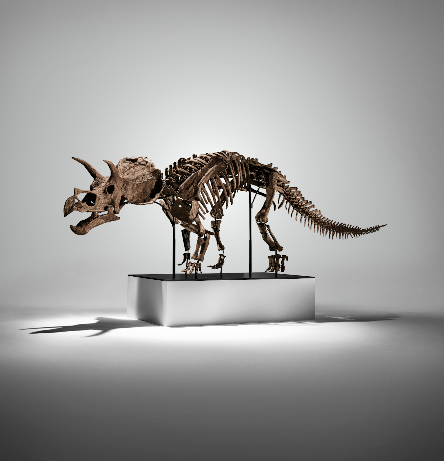 A triceratops skeleton on a white plinth named CERA.