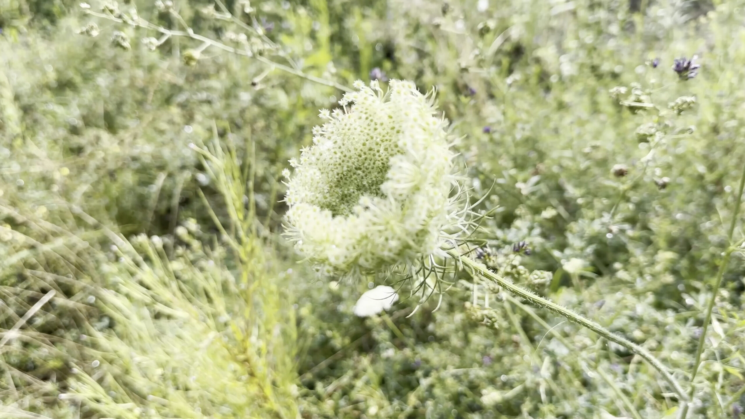 Wolfgang Tillmans, Wild Carrot, 2025, Image courtesy of Regen Projects