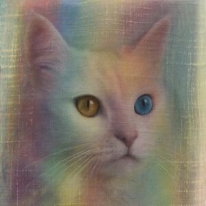 White Persian cat with an amber eye and a blue eye in rainbow light