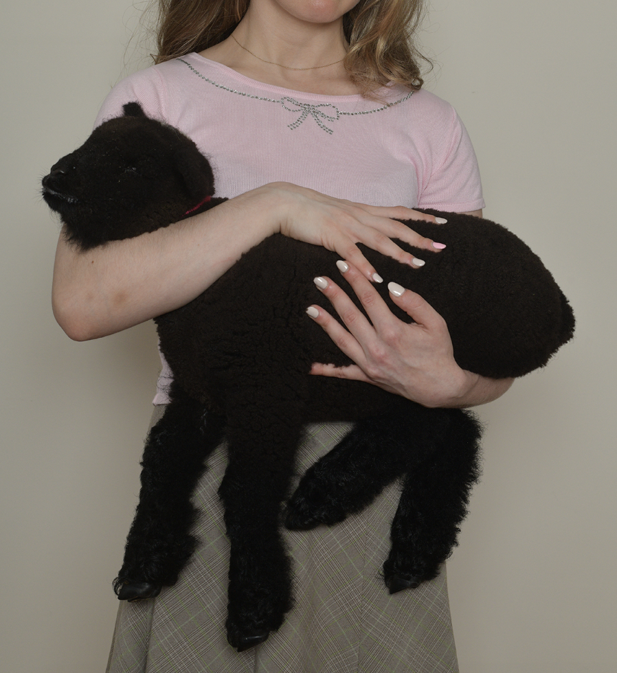 madeline cash with her head cropped out holding a lamb