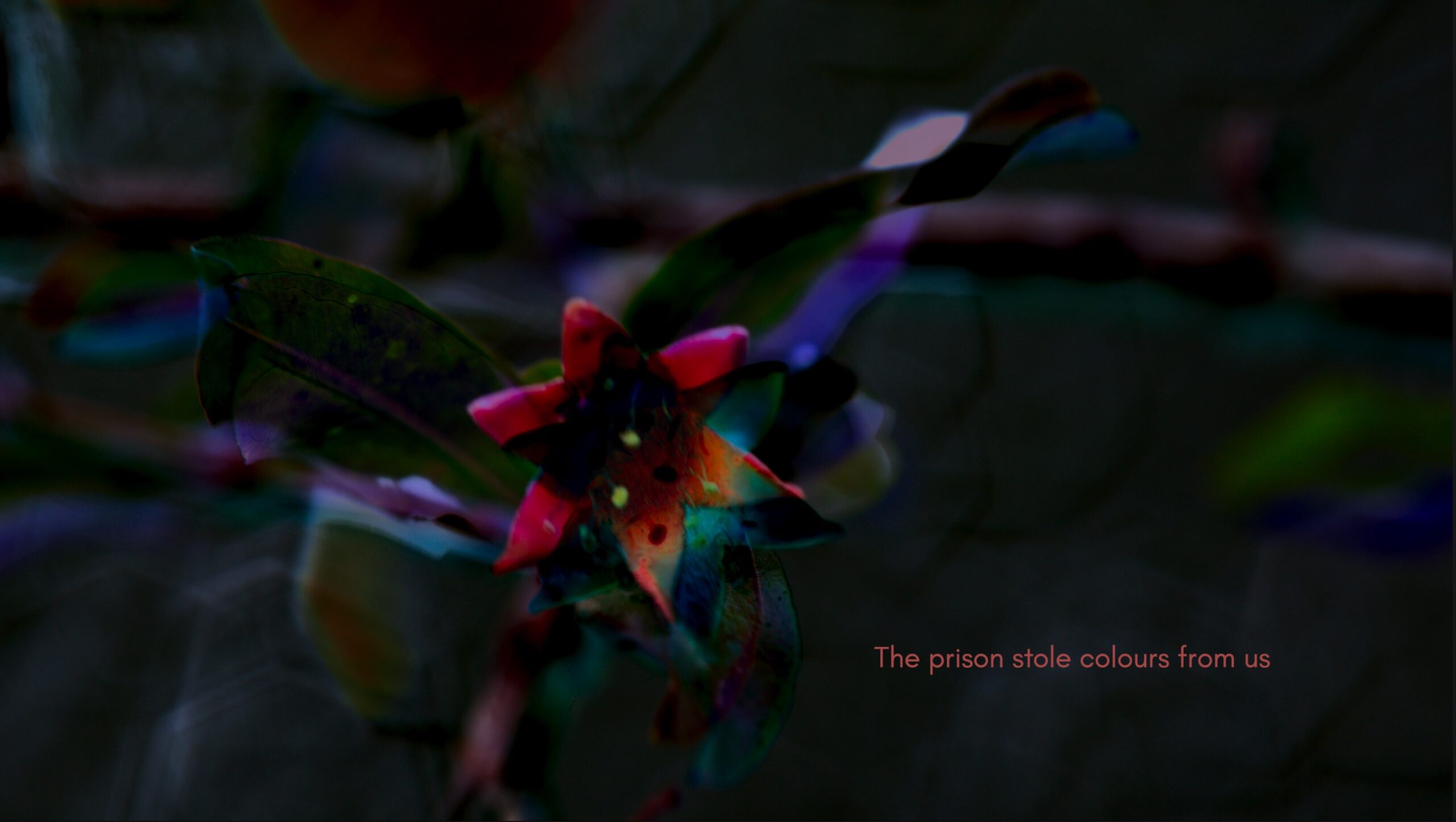 A still from Prisoners of Love: Until the Sun of Freedom, a film by Basel Abbas and Ruanne Abou-Rahme showing at The Bell at Brown University