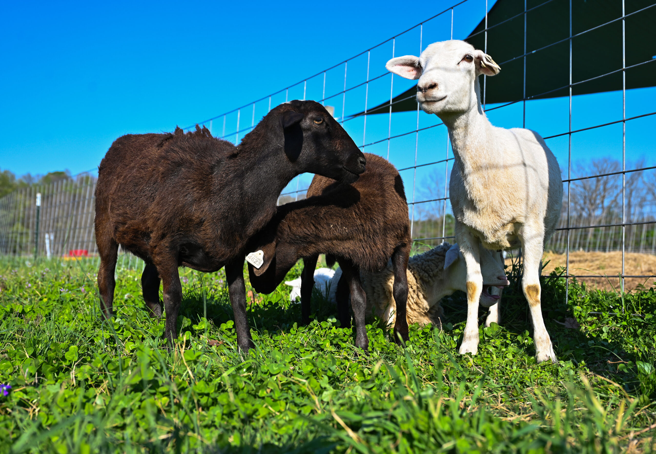 Sheep frolicking at the Maker's Mark distillery