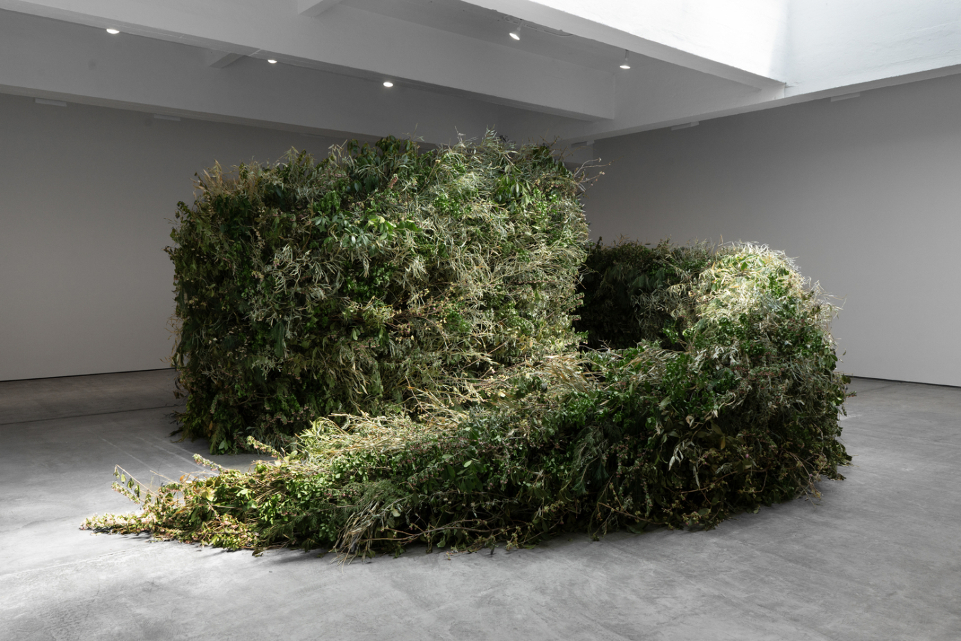 large green hedge spiral in a gallery